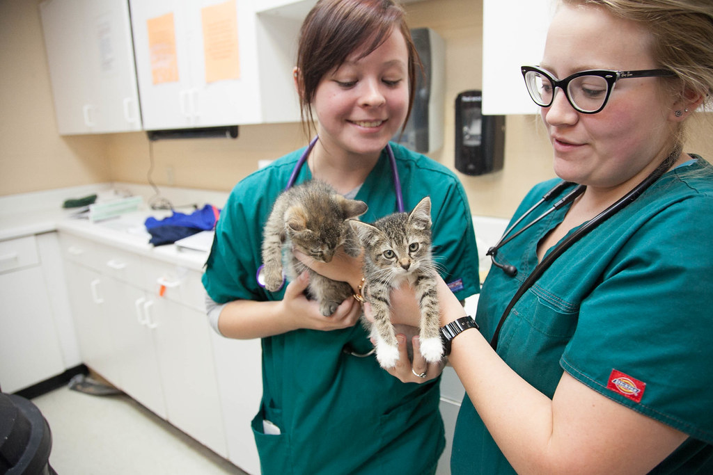Veterinario cuidando una mascota en Clínica Asís Murcia